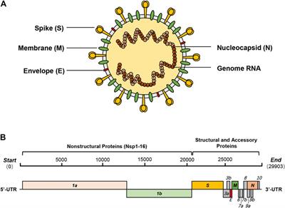 Natural Bioactive Molecules as Potential Agents Against SARS-CoV-2